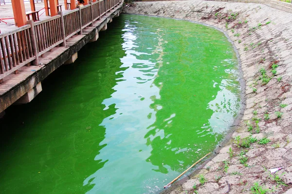 Blick Auf Einen Ausbruch Von Blaualgen Auf Dem Chaibo See — Stockfoto