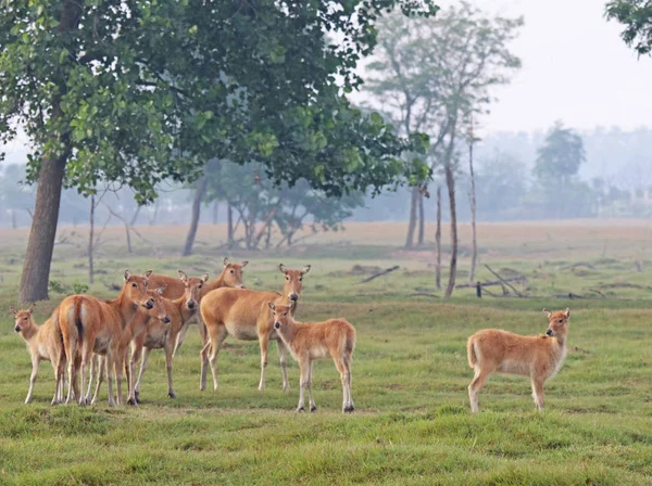 Los Alces Pastan Reserva Natural Nacional Dafeng Elk Ciudad Yancheng — Foto de Stock