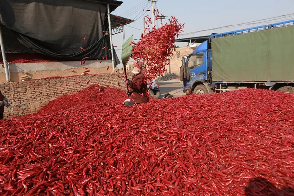 Китайские Фермеры Разбирают Сушеные Чили Дворе Деревне Чжаосюн Уезд Сянфэнь — стоковое фото