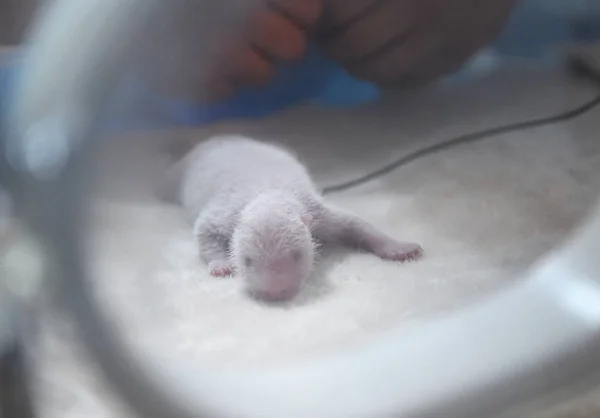 Cachorro Panda Gigante Recién Nacido Nacido Por Jing Jing Panda —  Fotos de Stock