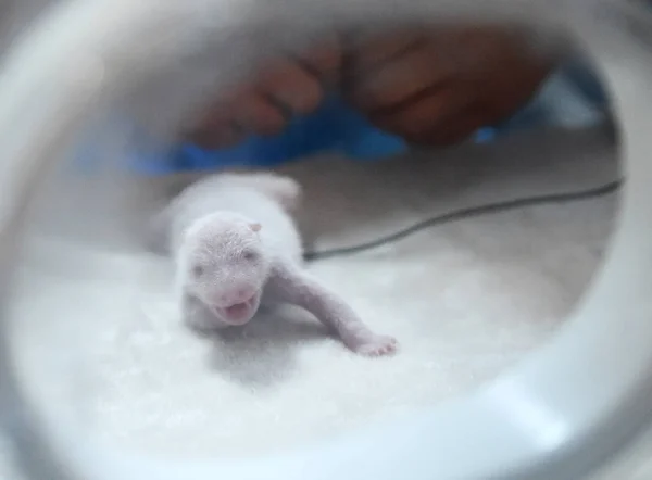 Cachorro Panda Gigante Recién Nacido Nacido Por Jing Jing Panda —  Fotos de Stock