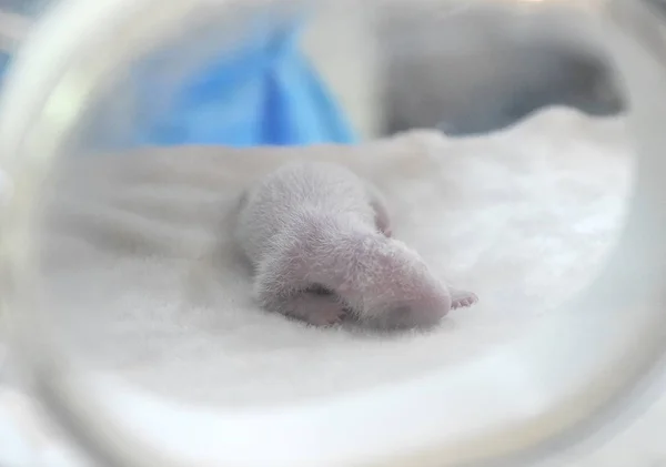 Cachorro Panda Gigante Recién Nacido Nacido Por Jing Jing Panda — Foto de Stock
