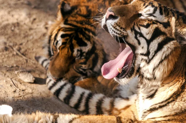 File Tigre Siberiano Obeso Bosteza Mientras Disfruta Del Sol Parque — Foto de Stock