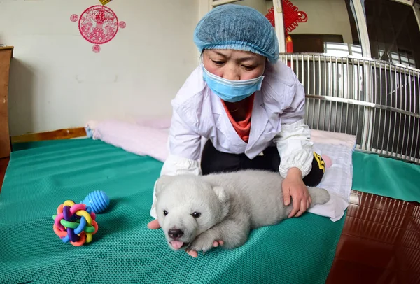 2017年2月18日 在中国东部山东省蓬莱市蓬莱极地水族馆 一名中国饲养员照顾新生北极熊幼崽伊琳娜 — 图库照片