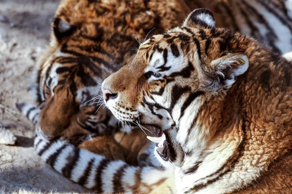 Los Tigres Siberianos Obesos Disfrutan Del Sol Parque Del Tigre —  Fotos de Stock