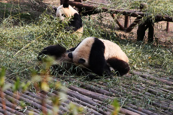 Los Pandas Gigantes Juegan Base Investigación Chengdu Cría Pandas Gigantes —  Fotos de Stock