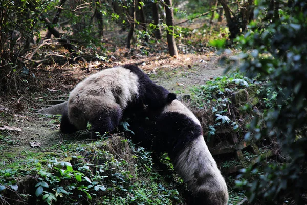 Los Pandas Gigantes Juegan Base Investigación Chengdu Cría Pandas Gigantes — Foto de Stock