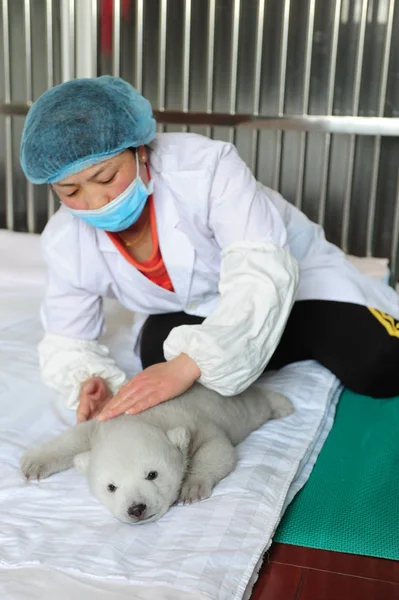 Chiński Opiekun Dba Się Nowe Niedźwiadek Polarny Irina Penglai Polar — Zdjęcie stockowe