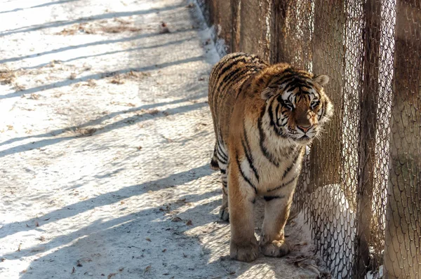 Ένας Παχύσαρκος Τίγρης Της Σιβηρίας Απολαμβάνει Τον Ήλιο Στο Πάρκο — Φωτογραφία Αρχείου