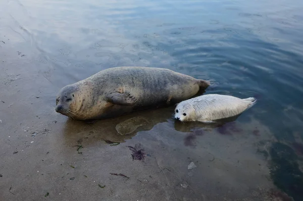 Pasgeboren Gevlekte Seal Cub Lan Lan Zwemt Met Zijn Moeder — Stockfoto