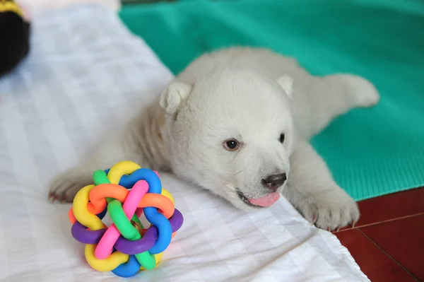 Cachorro Oso Polar Recién Nacido Irina Representa Acuario Polar Penglai — Foto de Stock