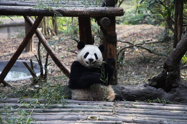 Panda Gigante Come Bambú Base Investigación Chengdu Cría Panda Gigante —  Fotos de Stock