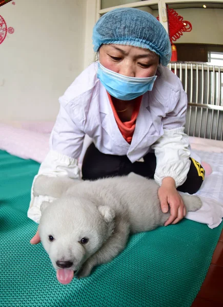 2017年2月18日 在中国东部山东省蓬莱市蓬莱极地水族馆 一名中国饲养员照顾新生北极熊幼崽伊琳娜 — 图库照片