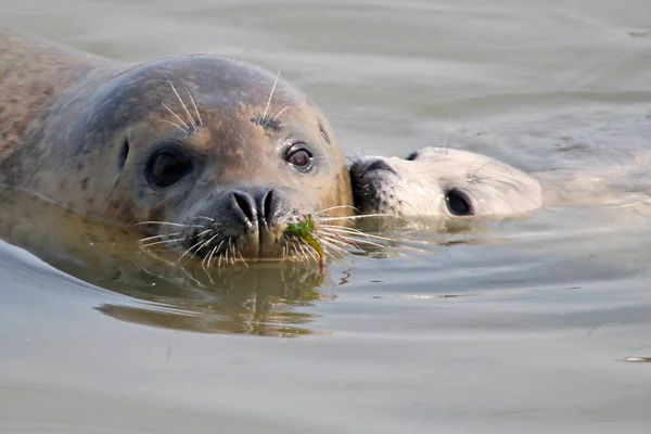 Pasgeboren Gevlekte Seal Cub Lan Lan Zwemt Dongpaotai Scenic Area — Stockfoto