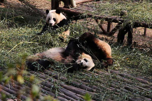 Reuzepanda Spelen Het Chengdu Onderzoek Basis Van Giant Panda Fokken — Stockfoto