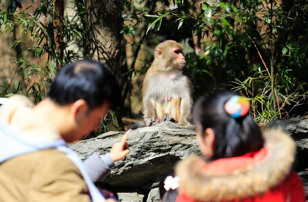 Les Touristes Voient Macaque Sauvage Montagne Lushan Mont Dans Ville — Photo
