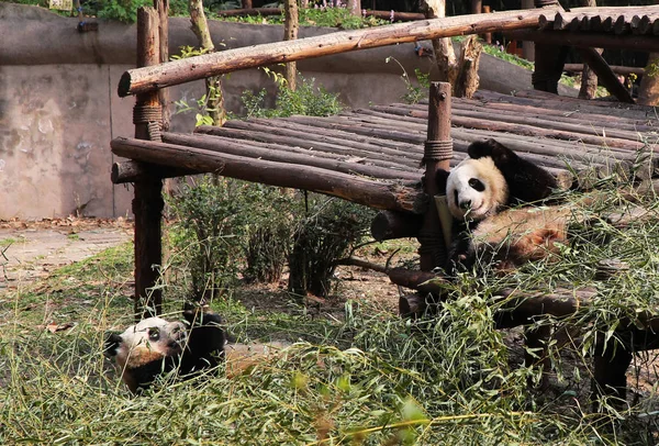 Jättepandor Spela Chengdu Forskning Base Giant Panda Avel Chengdu City — Stockfoto