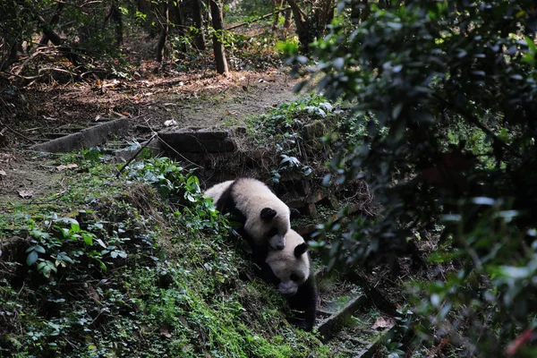 Los Pandas Gigantes Juegan Base Investigación Chengdu Cría Pandas Gigantes — Foto de Stock
