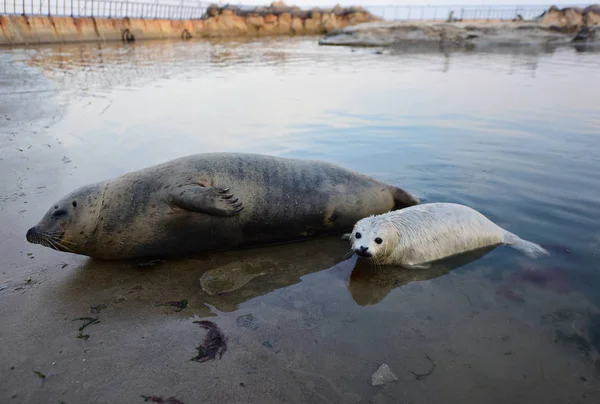 Filhote Foca Manchado Recém Nascido Lan Lan Nada Com Sua — Fotografia de Stock