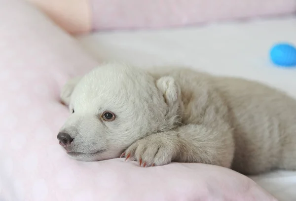 New Born Polar Bear Cub Irina Pictured Penglai Polar Aquarium — Stock Photo, Image