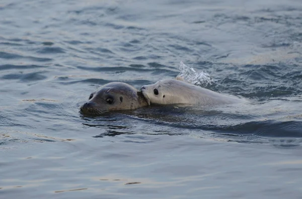 Pasgeboren Gevlekte Seal Cub Lan Lan Zwemt Met Zijn Moeder — Stockfoto