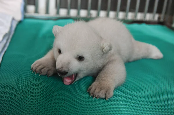 Filhote Urso Polar Recém Nascido Irina Retratado Aquário Penglai Polar — Fotografia de Stock