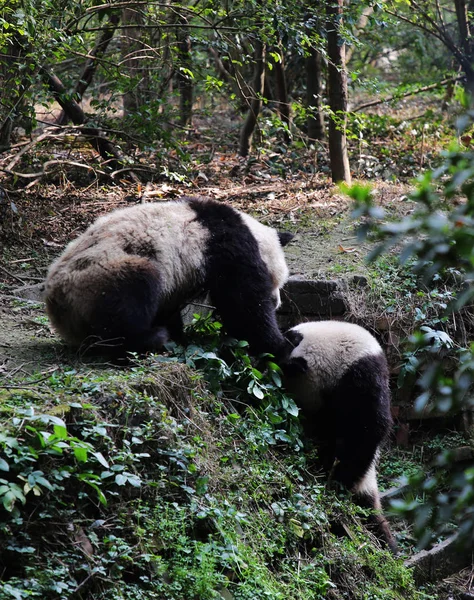 Jättepandor Spela Chengdu Forskning Base Giant Panda Avel Chengdu City — Stockfoto