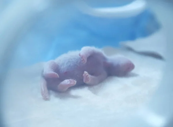 Cachorro Panda Gigante Recién Nacido Nacido Por Jing Jing Panda — Foto de Stock