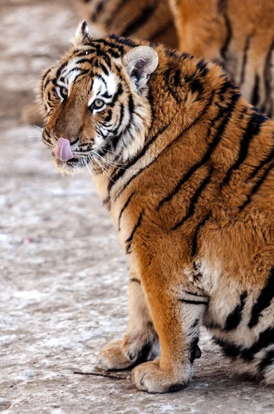 Tigre Siberiano Obeso Disfruta Del Sol Parque Del Tigre Siberiano —  Fotos de Stock
