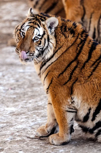 Tigre Sibérien Obèse Profite Soleil Parc Tigre Sibérien Harbin Dans — Photo