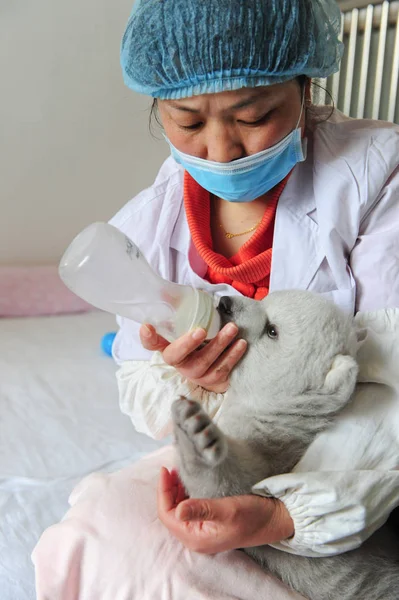 Guardião Chinês Alimenta Recém Nascido Filhote Urso Polar Irina Aquário — Fotografia de Stock