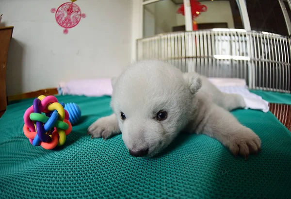 Китайский Сторож Заботится Новорожденном Детеныше Белого Медведя Ирине Penglai Polar — стоковое фото