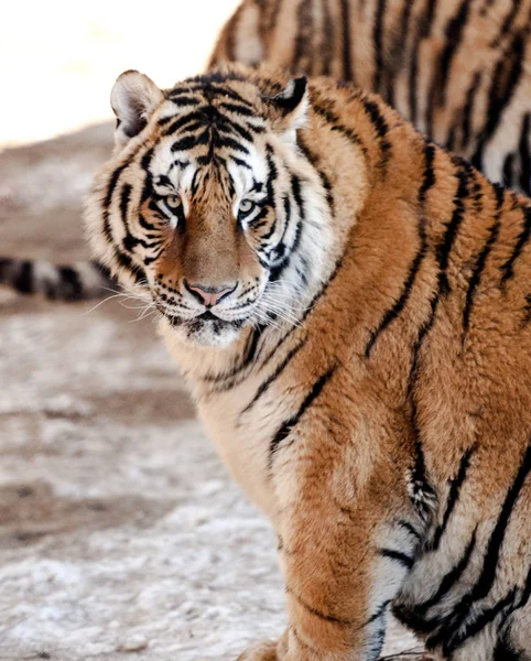 Tigre Siberiano Obeso Desfruta Sol Parque Tigre Siberiano Cidade Harbin — Fotografia de Stock