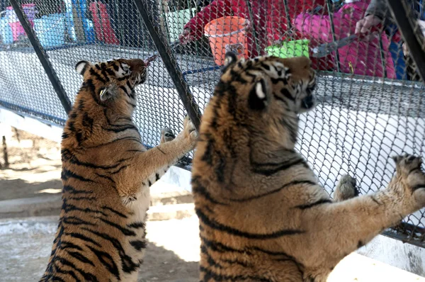 Tigres Siberianos Obesos Disfrutan Del Sol Parque Del Tigre Siberiano —  Fotos de Stock