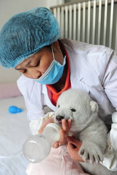 Gardien Chinois Nourrit Nouveau Ourson Polaire Irina Aquarium Polaire Penglai — Photo