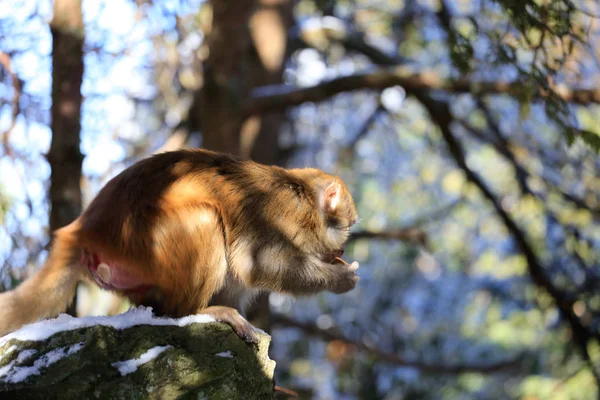 Macaco Salvaje Come Una Galleta Dada Por Los Turistas Montaña — Foto de Stock