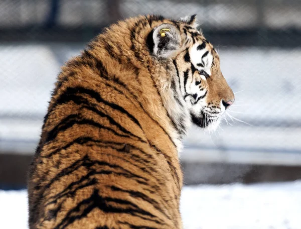 Ένας Παχύσαρκος Τίγρης Της Σιβηρίας Απολαμβάνει Τον Ήλιο Στο Πάρκο — Φωτογραφία Αρχείου