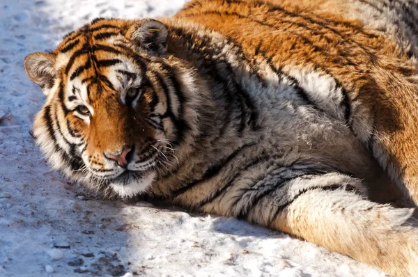 Tigre Sibérien Obèse Profite Soleil Parc Tigre Sibérien Harbin Dans — Photo