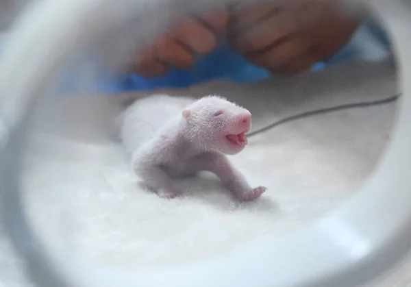 Cachorro Panda Gigante Recién Nacido Nacido Por Jing Jing Panda —  Fotos de Stock