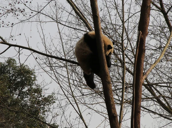 Panda Gigante Sobe Uma Árvore Base Pesquisa Chengdu Criação Panda — Fotografia de Stock