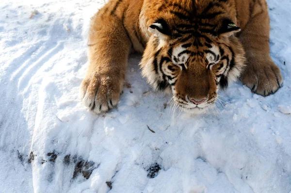 Tigre Sibérien Obèse Profite Soleil Parc Tigre Sibérien Harbin Dans — Photo