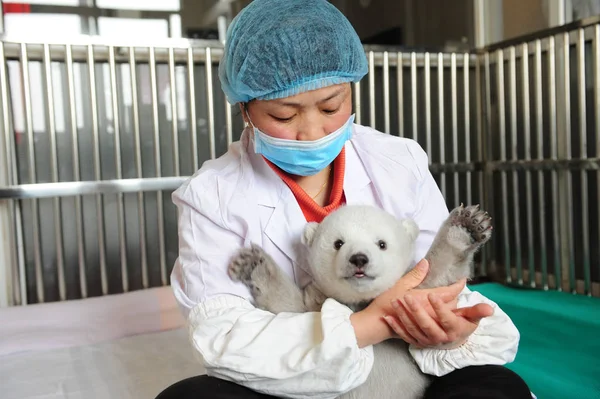 Guardião Chinês Cuida Recém Nascido Filhote Urso Polar Irina Aquário — Fotografia de Stock