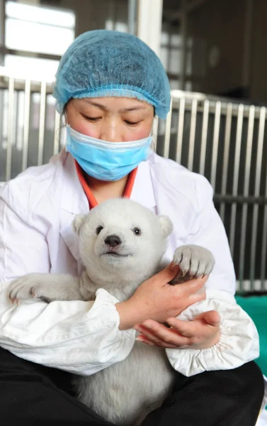 Guardião Chinês Cuida Recém Nascido Filhote Urso Polar Irina Aquário — Fotografia de Stock