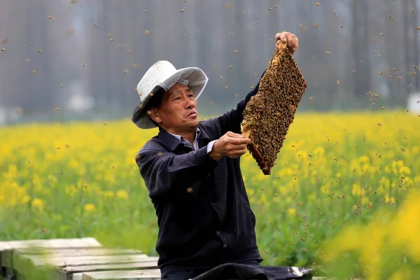 Držitel Čínského Včelstva Liu Tiebi Vypouští Včely Městě Wan Huangshan — Stock fotografie