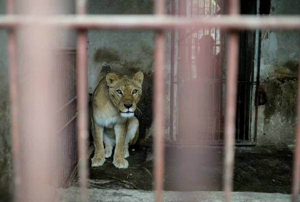 León Mira Desde Una Jaula Zoológico Solo Hombre Operado Por —  Fotos de Stock