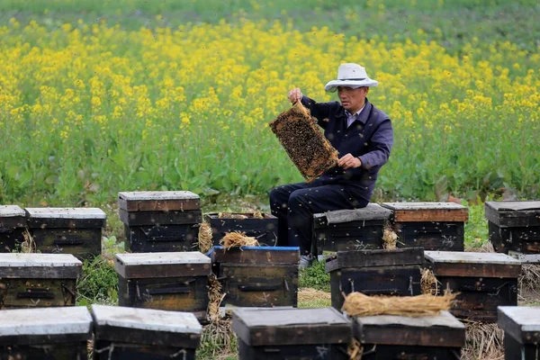 Kínai Méhész Liu Tiebi Kibocsátások Méhek Wanan Város Huangshan Város — Stock Fotó