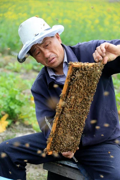 Držitel Čínského Včelstva Liu Tiebi Vypouští Včely Městě Wan Huangshan — Stock fotografie