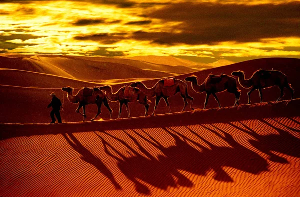 Camellos Caminan Por Desierto Tengger Región Autónoma Mongolia Interior Del — Foto de Stock