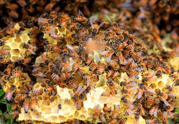 2017年2月20日 中国东部安徽省黄山市万安镇蜂巢的蜜蜂景观 — 图库照片