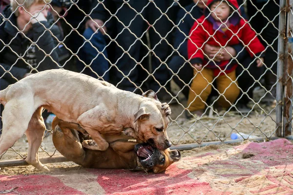 Aldeanos Locales Observan Una Pelea Perros Una Feria Del Templo —  Fotos de Stock